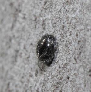 Coccinellidae (family) at Hackett, ACT - 2 Aug 2019