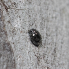 Coccinellidae (family) at Hackett, ACT - 2 Aug 2019 01:00 PM