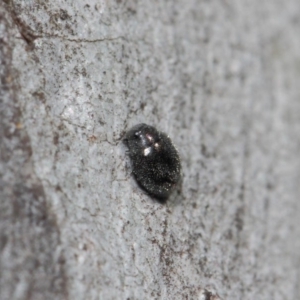 Coccinellidae (family) at Hackett, ACT - 2 Aug 2019 01:00 PM