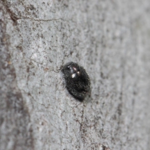Coccinellidae (family) at Hackett, ACT - 2 Aug 2019