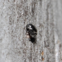 Coccinellidae (family) at Hackett, ACT - 2 Aug 2019 01:00 PM