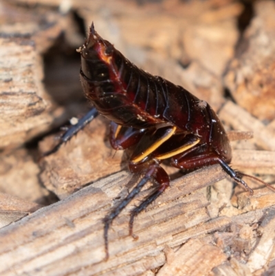 Platyzosteria similis (Red-legged litter runner) at Cotter River, ACT - 4 Aug 2019 by rawshorty