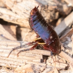 Platyzosteria similis at Cotter River, ACT - 4 Aug 2019 11:26 AM