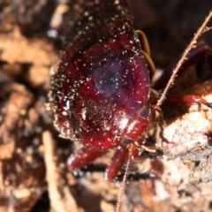 Platyzosteria similis at Cotter River, ACT - 4 Aug 2019 11:26 AM