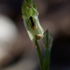 Pterostylis longifolia (Tall Greenhood) at Bodalla, NSW - 4 Aug 2019 by Teresa