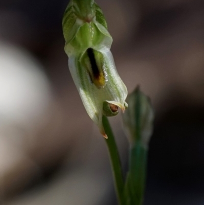 Pterostylis longifolia (Tall Greenhood) at Bodalla, NSW - 4 Aug 2019 by Teresa