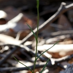 Pterostylis longifolia at Bodalla, NSW - suppressed