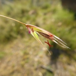 Rytidosperma pallidum at Yass River, NSW - 20 Nov 2017 09:08 PM