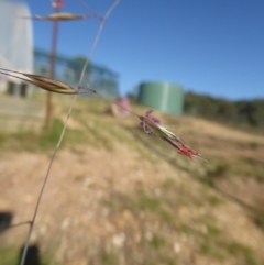 Rytidosperma pallidum at Yass River, NSW - 20 Nov 2017 09:08 PM