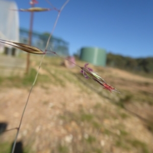 Rytidosperma pallidum at Yass River, NSW - 20 Nov 2017 09:08 PM