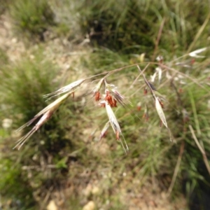 Rytidosperma pallidum at Yass River, NSW - 20 Nov 2017 09:08 PM