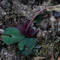 Acianthus fornicatus (Pixie-caps) at Bodalla, NSW - 4 Aug 2019 by Teresa