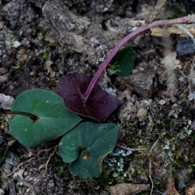 Acianthus fornicatus (Pixie-caps) at Bodalla, NSW - 4 Aug 2019 by Teresa