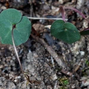 Acianthus fornicatus at Bodalla, NSW - suppressed