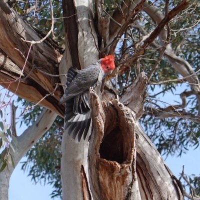 Callocephalon fimbriatum (Gang-gang Cockatoo) at Red Hill to Yarralumla Creek - 4 Aug 2019 by JackyF