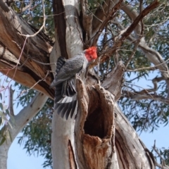 Callocephalon fimbriatum (Gang-gang Cockatoo) at Hughes Grassy Woodland - 4 Aug 2019 by JackyF