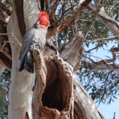 Callocephalon fimbriatum at Hughes, ACT - 4 Aug 2019