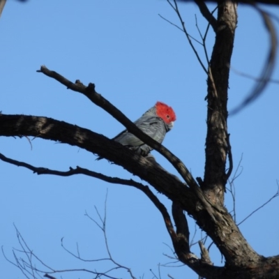 Callocephalon fimbriatum (Gang-gang Cockatoo) at Rugosa - 15 May 2016 by SenexRugosus