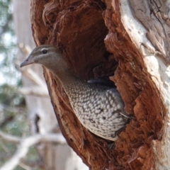 Chenonetta jubata (Australian Wood Duck) at Hughes Grassy Woodland - 4 Aug 2019 by JackyF