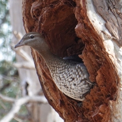 Chenonetta jubata (Australian Wood Duck) at Hughes, ACT - 4 Aug 2019 by JackyF