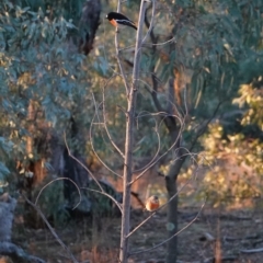 Petroica boodang (Scarlet Robin) at Red Hill Nature Reserve - 3 Aug 2019 by JackyF