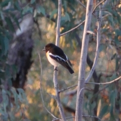 Petroica boodang at Deakin, ACT - 3 Aug 2019 05:08 PM