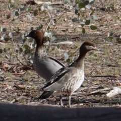 Chenonetta jubata (Australian Wood Duck) at Red Hill to Yarralumla Creek - 4 Aug 2019 by JackyF