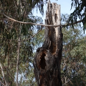 Chenonetta jubata at Hughes, ACT - 4 Aug 2019 11:19 AM