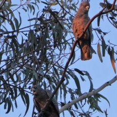 Callocephalon fimbriatum (Gang-gang Cockatoo) at Red Hill to Yarralumla Creek - 28 Jul 2019 by JackyF