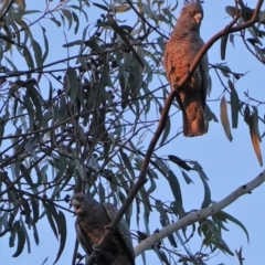 Callocephalon fimbriatum (Gang-gang Cockatoo) at Hughes, ACT - 28 Jul 2019 by JackyF