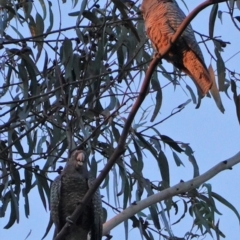 Callocephalon fimbriatum at Hughes, ACT - 28 Jul 2019