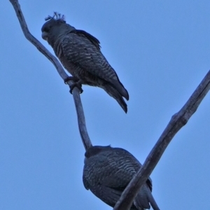 Callocephalon fimbriatum at Hughes, ACT - 28 Jul 2019