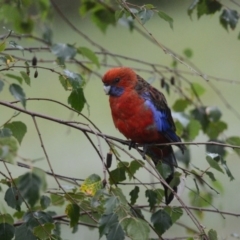 Platycercus elegans (Crimson Rosella) at Penrose, NSW - 12 Jan 2015 by NigeHartley