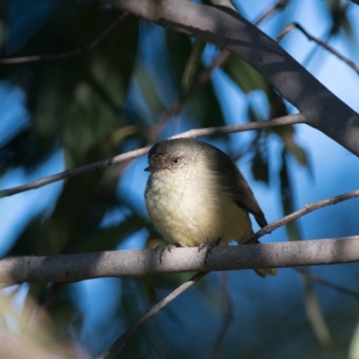 Acanthiza reguloides (Buff-rumped Thornbill) at Penrose - 10 Apr 2019 by NigeHartley