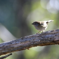 Acanthiza lineata (Striated Thornbill) at Bundanoon, NSW - 1 Jul 2018 by NigeHartley