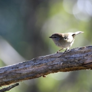 Acanthiza lineata at Bundanoon - 1 Jul 2018 12:07 PM