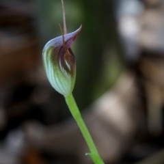 Pterostylis pedunculata (Maroonhood) at Bodalla, NSW - 3 Aug 2019 by Teresa