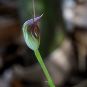 Pterostylis pedunculata at Bodalla, NSW - 4 Aug 2019