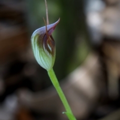 Pterostylis pedunculata (Maroonhood) at Bodalla State Forest - 3 Aug 2019 by Teresa