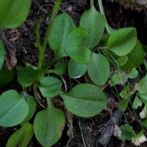 Pterostylis pedunculata at Bodalla, NSW - 4 Aug 2019