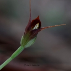 Pterostylis pedunculata at Bodalla, NSW - 4 Aug 2019