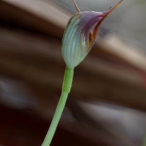 Pterostylis pedunculata at Bodalla, NSW - 4 Aug 2019