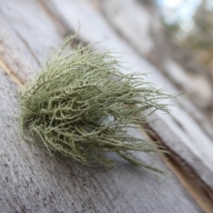 Usnea sp. (genus) (Bearded lichen) at Cotter River, ACT - 21 Jul 2019 by Christine