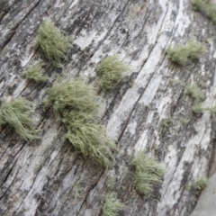 Usnea sp. (genus) at Cotter River, ACT - 21 Jul 2019