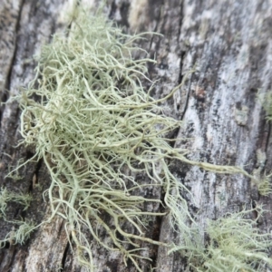 Usnea sp. (genus) at Cotter River, ACT - 21 Jul 2019 02:19 PM