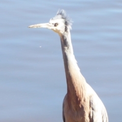 Egretta novaehollandiae (White-faced Heron) at Jerrabomberra Wetlands - 19 Jul 2019 by Christine