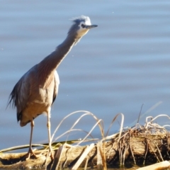 Egretta novaehollandiae at Fyshwick, ACT - 19 Jul 2019