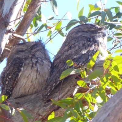 Podargus strigoides (Tawny Frogmouth) at Campbell Park Woodland - 15 Jul 2019 by Christine