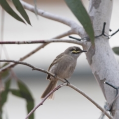 Caligavis chrysops (Yellow-faced Honeyeater) at Wingecarribee Local Government Area - 8 Oct 2018 by NigeHartley