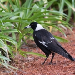 Gymnorhina tibicen (Australian Magpie) at Penrose, NSW - 7 Oct 2018 by NigeHartley